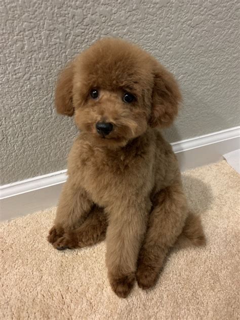 toy poodle teddy bear cut|teddy bear puppy cut images.